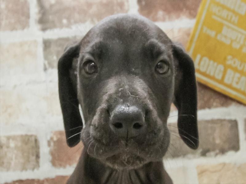 岐阜県のグレートデーン (ワンラブおっきなもふもふ岐阜総本店(FC)/2025年11月2日生まれ/男の子/ブラック)の子犬の1枚目の画像