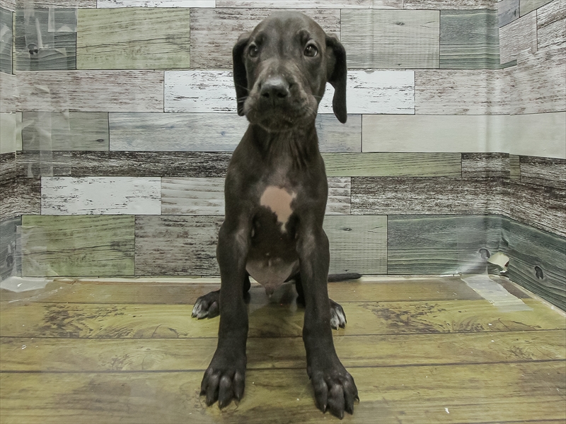 岐阜県のグレートデーン (ワンラブおっきなもふもふ岐阜総本店(FC)/2025年11月2日生まれ/男の子/ブラック)の子犬の3枚目の画像