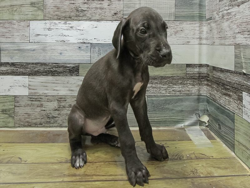 岐阜県のグレートデーン (ワンラブおっきなもふもふ岐阜総本店(FC)/2025年11月2日生まれ/男の子/ブラック)の子犬の2枚目の画像