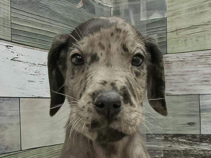 岐阜県のグレートデーン (ワンラブおっきなもふもふ岐阜総本店(FC)/2025年11月2日生まれ/男の子/マール)の子犬の1枚目の画像