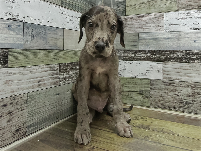 岐阜県のグレートデーン (ワンラブおっきなもふもふ岐阜総本店(FC)/2025年11月2日生まれ/男の子/マール)の子犬の3枚目の画像