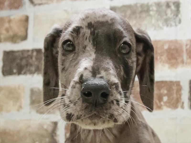 大阪府のグレートデーン (ワンラブおっきなもふもふ大阪総本店(FC)/2025年11月2日生まれ/男の子/マール)の子犬