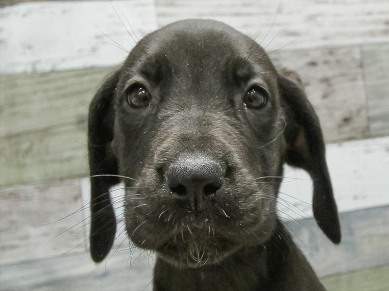 大阪府のグレートデーン (ワンラブおっきなもふもふ大阪総本店(FC)/2025年11月2日生まれ/女の子/ブラック)の子犬