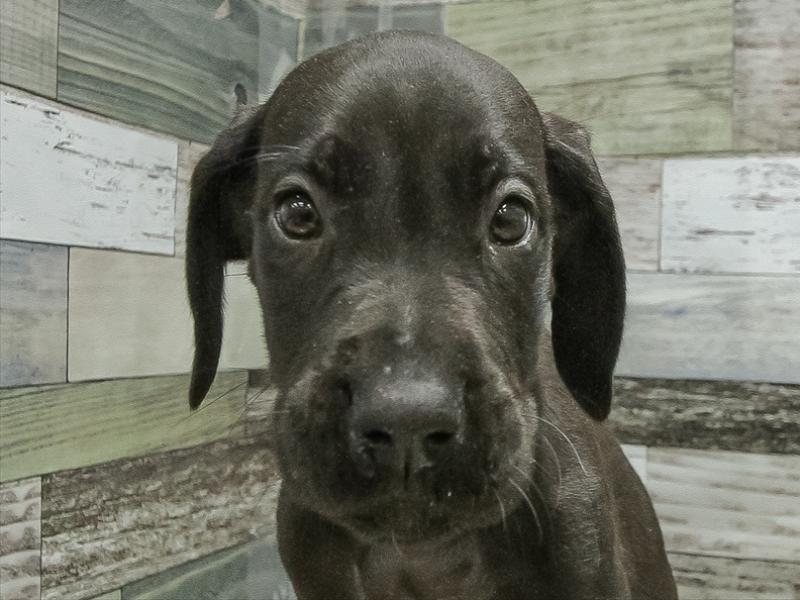 岐阜県のグレートデーン (ワンラブおっきなもふもふ岐阜総本店(FC)/2025年11月2日生まれ/女の子/マール)の子犬の1枚目の画像