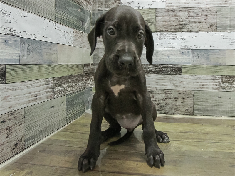 岐阜県のグレートデーン (ワンラブおっきなもふもふ岐阜総本店(FC)/2025年11月2日生まれ/女の子/マール)の子犬の3枚目の画像