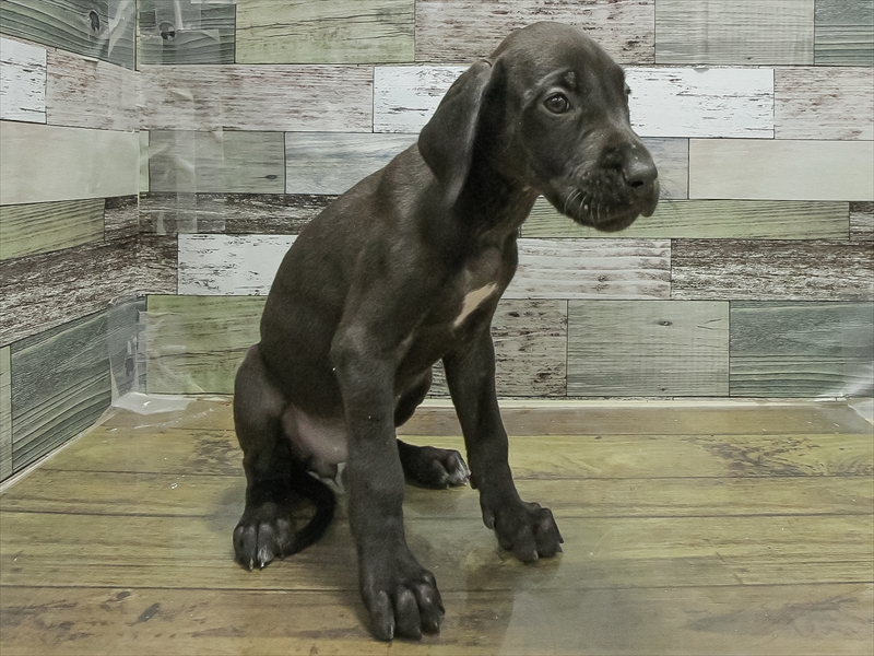 岐阜県のグレートデーン (ワンラブおっきなもふもふ岐阜総本店(FC)/2025年11月2日生まれ/女の子/マール)の子犬の2枚目の画像