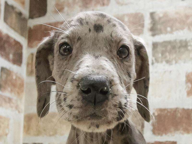 大阪府のグレートデーン (ワンラブおっきなもふもふ大阪総本店(FC)/2025年11月2日生まれ/女の子/マール)の子犬