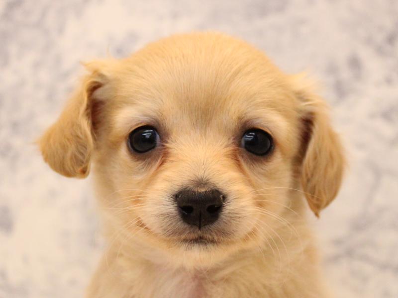 福岡県のチワックス(チワワ×ダックス) (ワンラブ福岡総本店/2025年10月31日生まれ/女の子/クリーム)の子犬の1枚目の画像