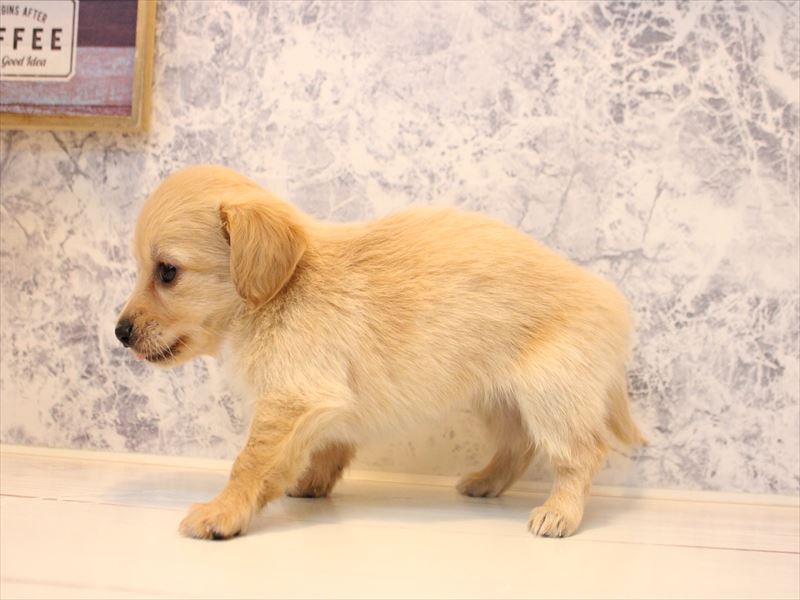 福岡県のチワックス(チワワ×ダックス) (ワンラブ福岡総本店/2025年10月31日生まれ/女の子/クリーム)の子犬の3枚目の画像