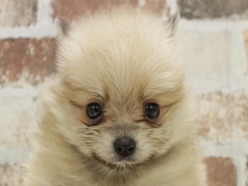 福岡県のポメラニアン (ワンラブ福岡総本店/2025年11月2日生まれ/女の子/オレンジ)の子犬の1枚目の画像