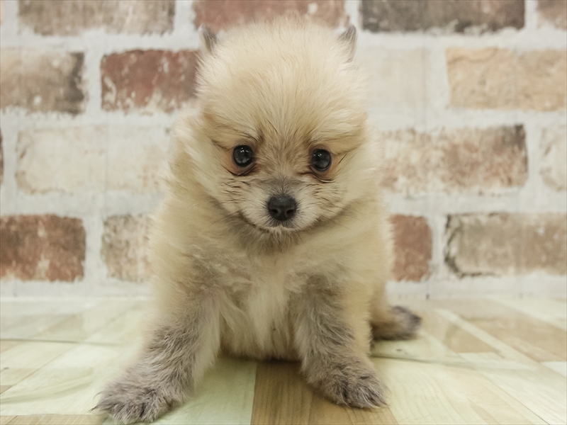 福岡県のポメラニアン (ワンラブ福岡総本店/2025年11月2日生まれ/女の子/オレンジ)の子犬の3枚目の画像