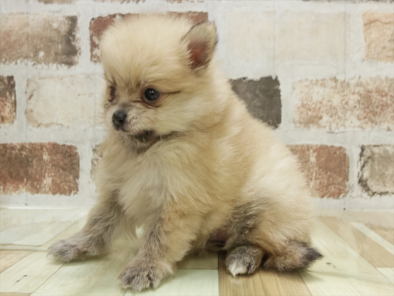 福岡県のポメラニアン (ワンラブ福岡総本店/2025年11月2日生まれ/女の子/オレンジ)の子犬の2枚目の画像