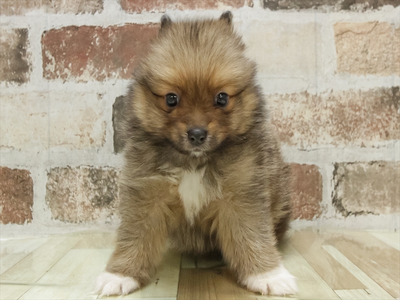 福岡県のポメラニアン (ワンラブ福岡総本店/2025年11月2日生まれ/男の子/オレンジセーブル)の子犬の3枚目の画像