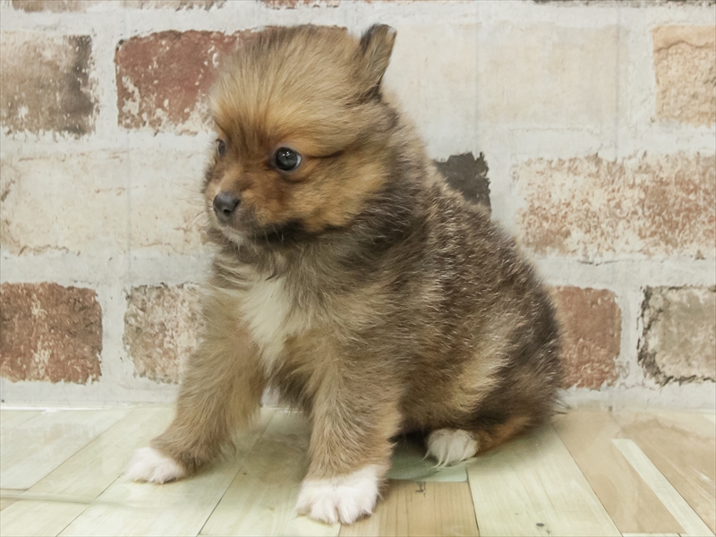 福岡県のポメラニアン (ワンラブ福岡総本店/2025年11月2日生まれ/男の子/オレンジセーブル)の子犬の2枚目の画像