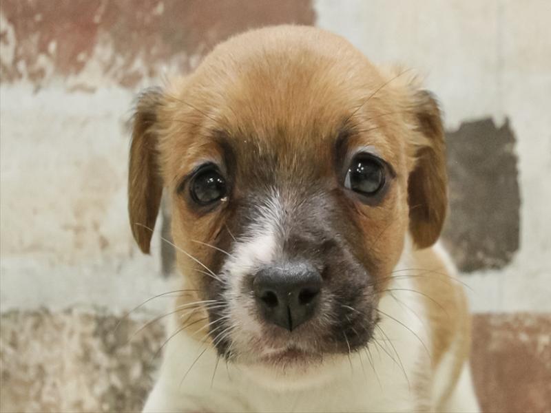 岡山県のジャックラッセルテリア (ワンラブアリオ倉敷店/2025年10月30日生まれ/男の子/タンホワイト)の子犬の1枚目の画像