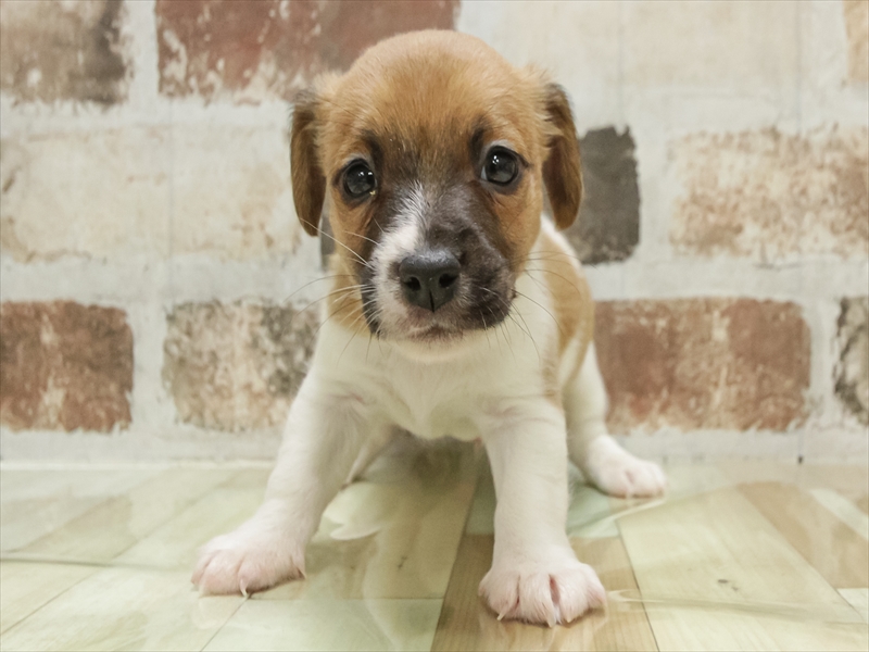 岡山県のジャックラッセルテリア (ワンラブアリオ倉敷店/2025年10月30日生まれ/男の子/タンホワイト)の子犬の3枚目の画像