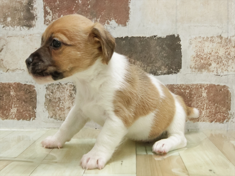 岡山県のジャックラッセルテリア (ワンラブアリオ倉敷店/2025年10月30日生まれ/男の子/タンホワイト)の子犬の2枚目の画像