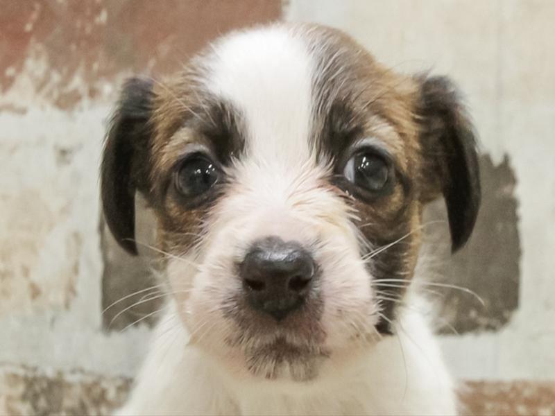 愛知県のジャックラッセルテリア (ワンラブ星崎店(FC)/2025年10月30日生まれ/女の子/タンホワイト)の子犬の1枚目の画像