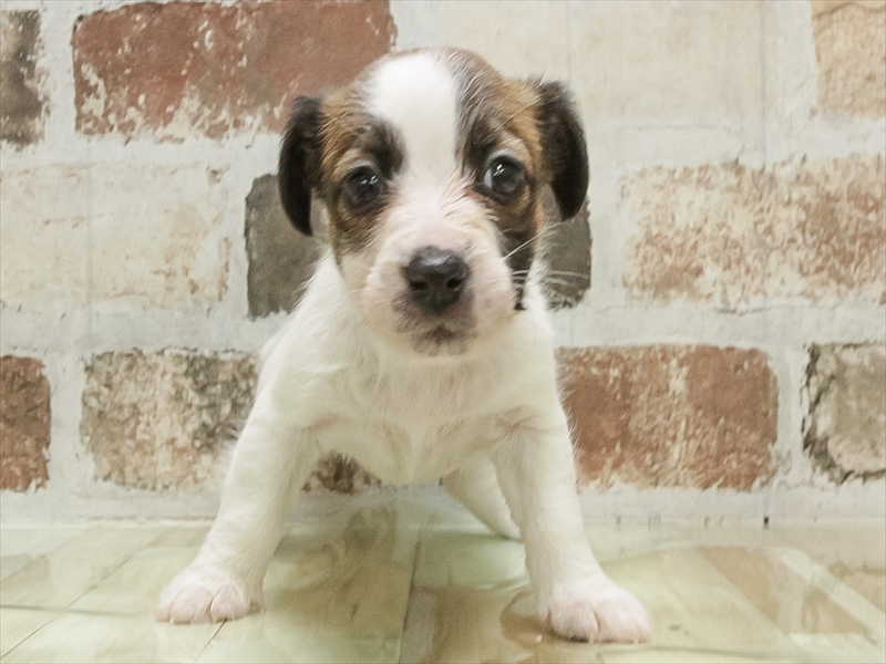 愛知県のジャックラッセルテリア (ワンラブ星崎店(FC)/2025年10月30日生まれ/女の子/タンホワイト)の子犬の3枚目の画像