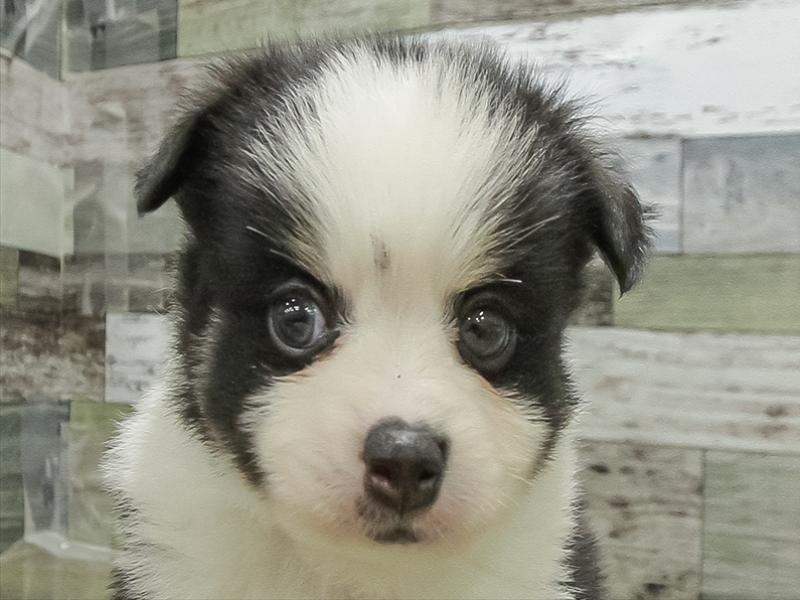 愛知県のポメチワ/チワポメ/ポメチー(ポメラニアン×チワワ) (ワンラブ名古屋守山インター総本店/2025年11月1日生まれ/男の子/パーティーカラー)の子犬の1枚目の画像