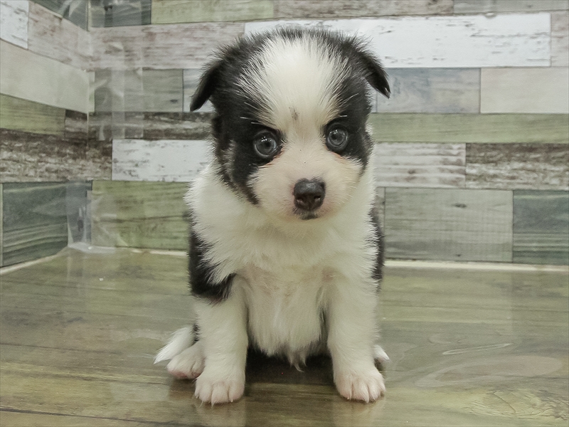 愛知県のポメチワ/チワポメ/ポメチー(ポメラニアン×チワワ) (ワンラブ名古屋守山インター総本店/2025年11月1日生まれ/男の子/パーティーカラー)の子犬の3枚目の画像