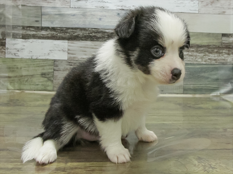 愛知県のポメチワ/チワポメ/ポメチー(ポメラニアン×チワワ) (ワンラブ名古屋守山インター総本店/2025年11月1日生まれ/男の子/パーティーカラー)の子犬の2枚目の画像