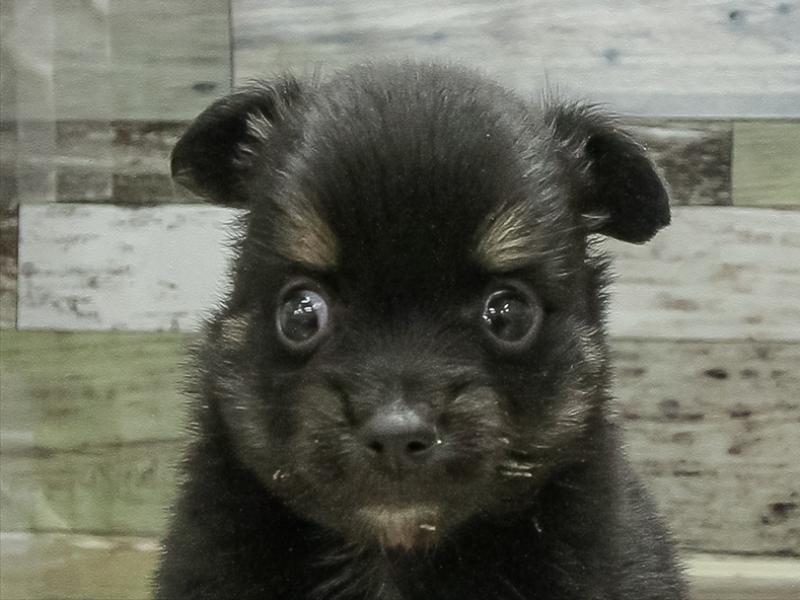 福井県のポメチワ/チワポメ/ポメチー(ポメラニアン×チワワ) (ワンラブフレンドタウン福井店/2025年11月1日生まれ/男の子/ブラック)の子犬の1枚目の画像