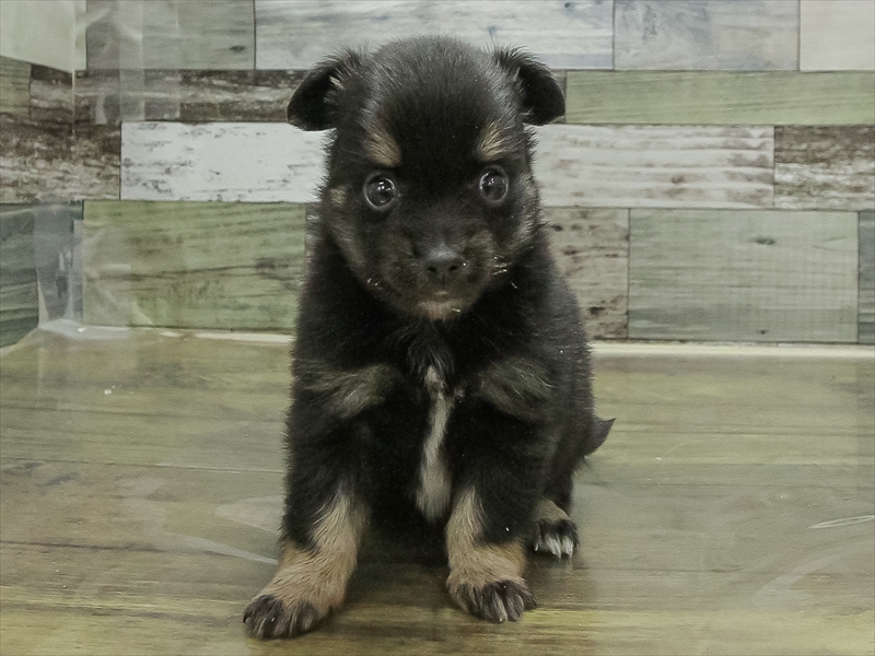 福井県のポメチワ/チワポメ/ポメチー(ポメラニアン×チワワ) (ワンラブフレンドタウン福井店/2025年11月1日生まれ/男の子/ブラック)の子犬の3枚目の画像