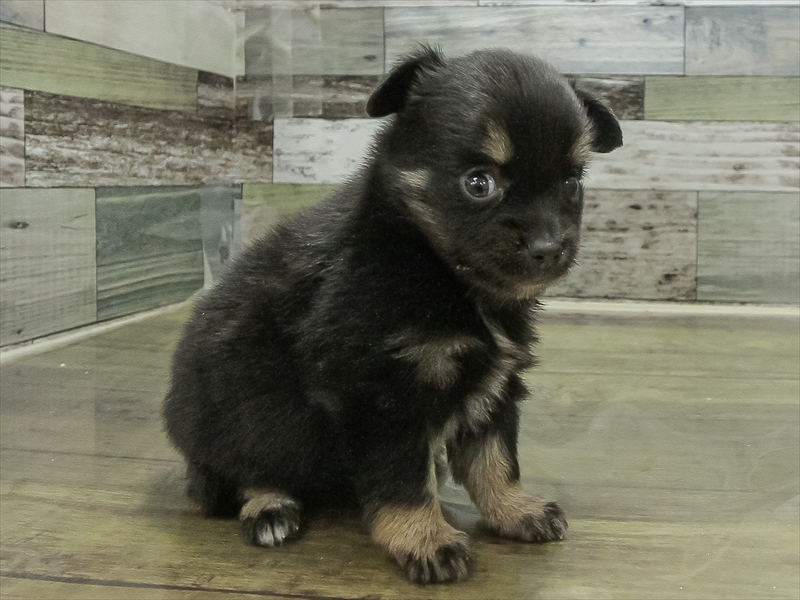 福井県のポメチワ/チワポメ/ポメチー(ポメラニアン×チワワ) (ワンラブフレンドタウン福井店/2025年11月1日生まれ/男の子/ブラック)の子犬の2枚目の画像