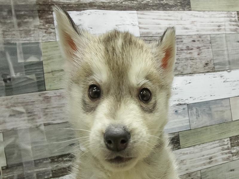 三重県のシベリアンハスキー (ワンラブホームセンターバロー松阪店/2025年11月1日生まれ/男の子/シルバーホワイト)の子犬