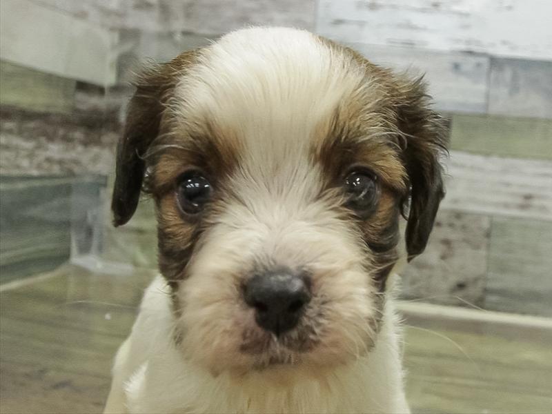 愛知県のｷｬﾊﾞｼﾞｬｯｸ【ｷｬﾊﾞﾘｱ×ｼﾞｬｯｸﾗｯｾﾙ】 (ワンラブイオンモール常滑店/2025年11月2日生まれ/女の子/レッドホワイト)の子犬