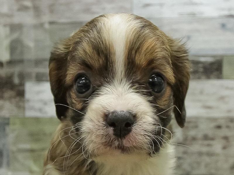 三重県のｷｬﾊﾞｼﾞｬｯｸ【ｷｬﾊﾞﾘｱ×ｼﾞｬｯｸﾗｯｾﾙ】 (ワンラブイオンタウン津城山店/2025年11月2日生まれ/女の子/レッドホワイト)の子犬