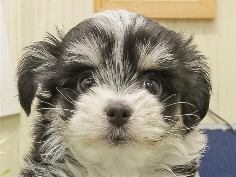 愛知県のチワマル/マルチワ(チワワ×マルチーズ) (ワンラブイオンモール新瑞橋店/2025年11月2日生まれ/男の子/ブラックホワイト)の子犬の1枚目の画像