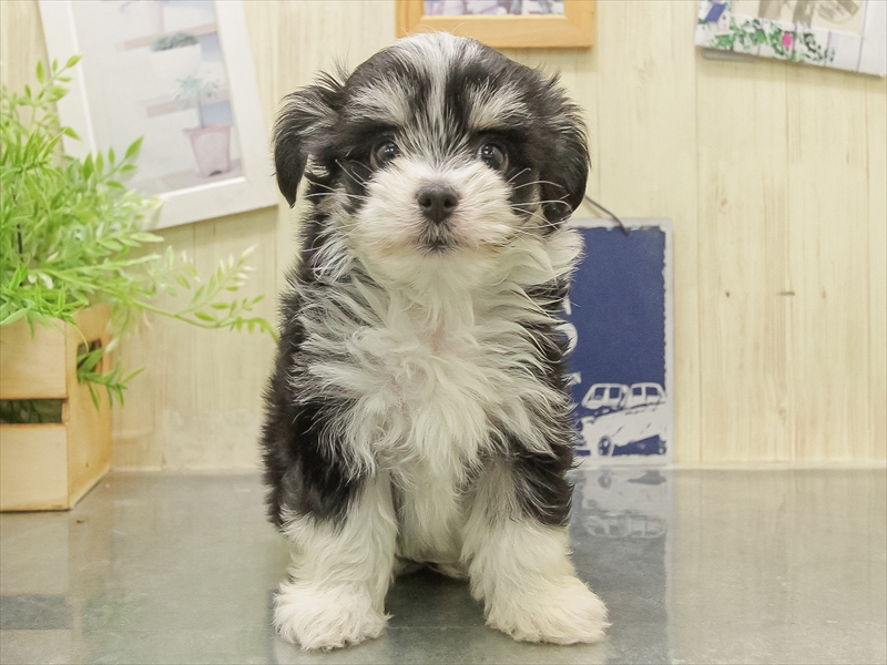 愛知県のチワマル/マルチワ(チワワ×マルチーズ) (ワンラブイオンモール新瑞橋店/2025年11月2日生まれ/男の子/ブラックホワイト)の子犬の3枚目の画像