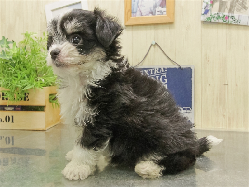 愛知県のチワマル/マルチワ(チワワ×マルチーズ) (ワンラブイオンモール新瑞橋店/2025年11月2日生まれ/男の子/ブラックホワイト)の子犬の2枚目の画像