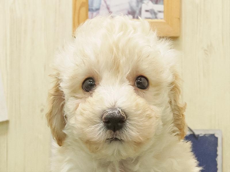 岐阜県のビションプー(ビションフリーゼ×プードル) (ワンラブモレラ岐阜店/2025年11月1日生まれ/女の子/クリーム)の子犬の1枚目の画像