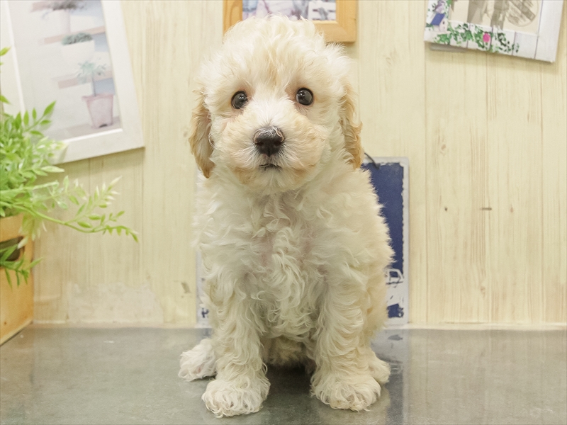 岐阜県のビションプー(ビションフリーゼ×プードル) (ワンラブモレラ岐阜店/2025年11月1日生まれ/女の子/クリーム)の子犬の3枚目の画像