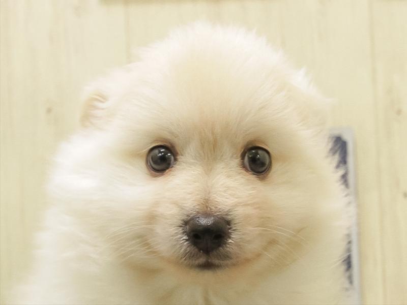 愛知県のポメチワ/チワポメ/ポメチー(ポメラニアン×チワワ) (ワンラブイオンモール常滑店/2025年11月2日生まれ/男の子/クリーム)の子犬の1枚目の画像