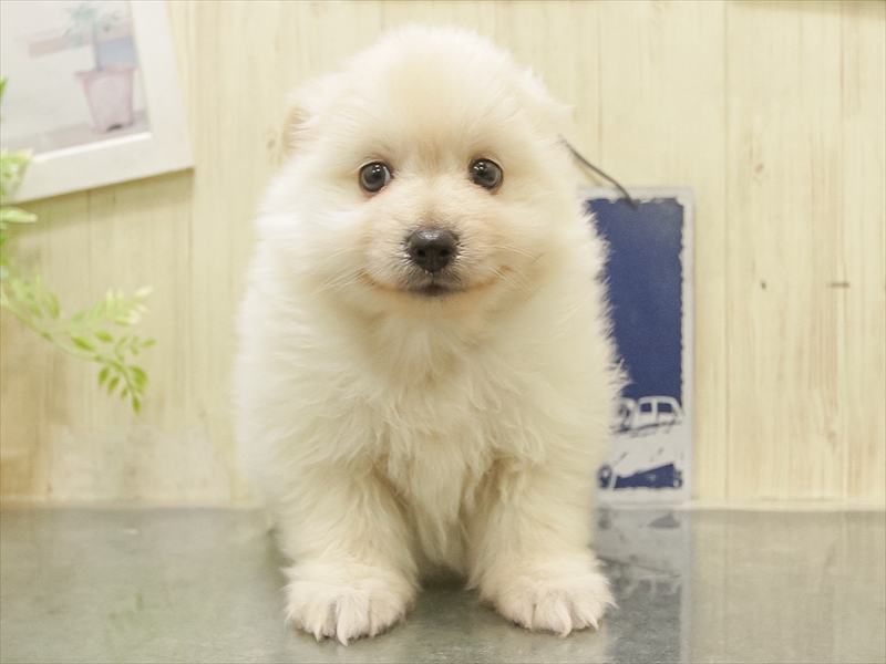 愛知県のポメチワ/チワポメ/ポメチー(ポメラニアン×チワワ) (ワンラブイオンモール常滑店/2025年11月2日生まれ/男の子/クリーム)の子犬の3枚目の画像