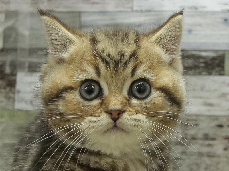 滋賀県のミヌエット (ワンラブカインズ彦根店/2025年10月31日生まれ/男の子/ブラウンタビー)の子猫