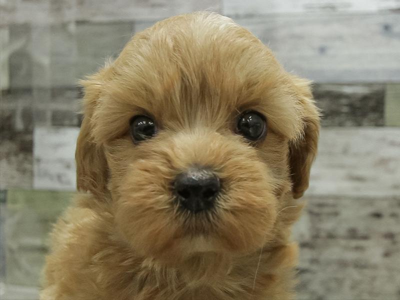 愛知県のマルプー(マルチーズ×プードル) (ワンラブ名古屋守山インター総本店/2025年10月31日生まれ/女の子/アプリコット)の子犬の1枚目の画像