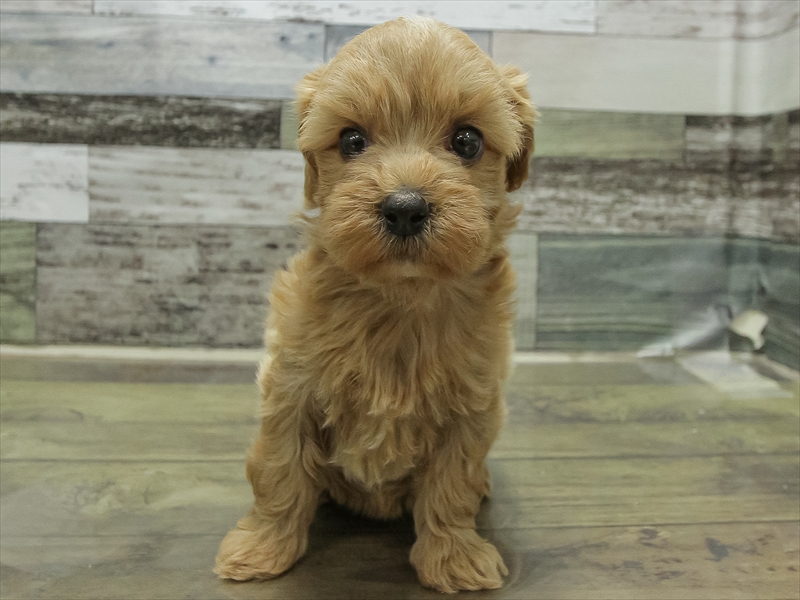 愛知県のマルプー(マルチーズ×プードル) (ワンラブ名古屋守山インター総本店/2025年10月31日生まれ/女の子/アプリコット)の子犬の3枚目の画像