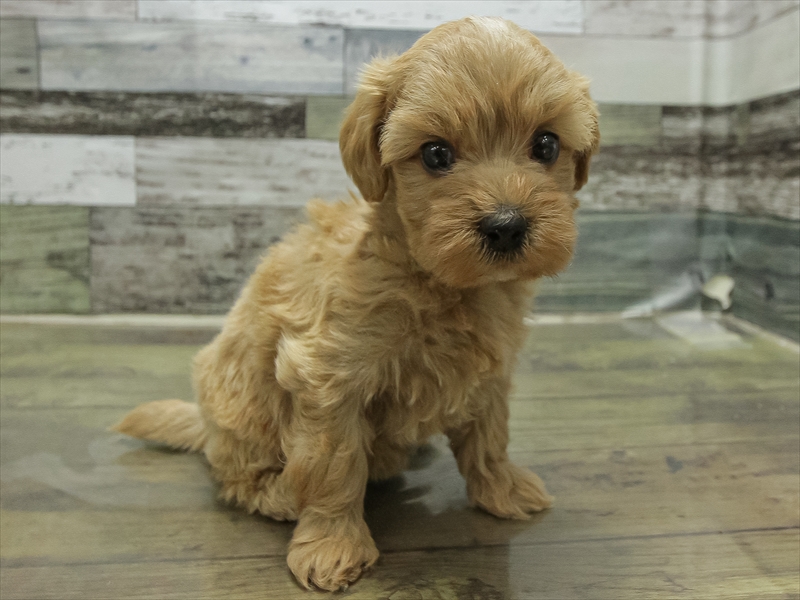 愛知県のマルプー(マルチーズ×プードル) (ワンラブ名古屋守山インター総本店/2025年10月31日生まれ/女の子/アプリコット)の子犬の2枚目の画像