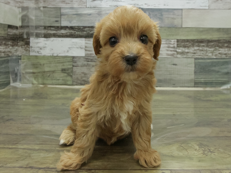 岐阜県のマルプー(マルチーズ×プードル) (ワンラブイオンモール土岐店/2025年10月31日生まれ/女の子/アプリコット)の子犬の3枚目の画像