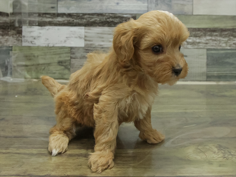 岐阜県のマルプー(マルチーズ×プードル) (ワンラブイオンモール土岐店/2025年10月31日生まれ/女の子/アプリコット)の子犬の2枚目の画像