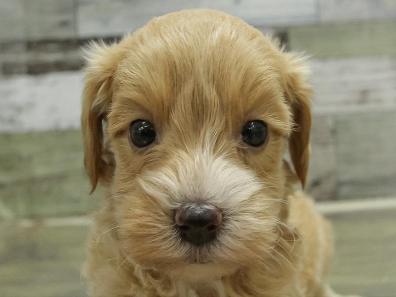 愛知県のマルプー(マルチーズ×プードル) (ワンラブ豊橋豊川線通り店/2025年10月28日生まれ/男の子/アプリコット)の子犬の1枚目の画像