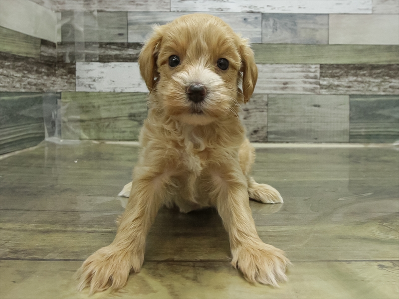 愛知県のマルプー(マルチーズ×プードル) (ワンラブ豊橋豊川線通り店/2025年10月28日生まれ/男の子/アプリコット)の子犬の3枚目の画像