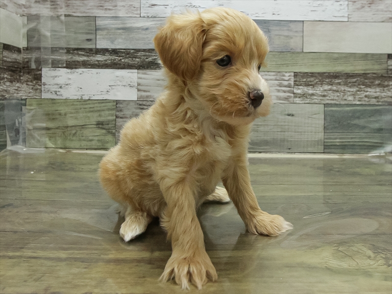 愛知県のマルプー(マルチーズ×プードル) (ワンラブ豊橋豊川線通り店/2025年10月28日生まれ/男の子/アプリコット)の子犬の2枚目の画像