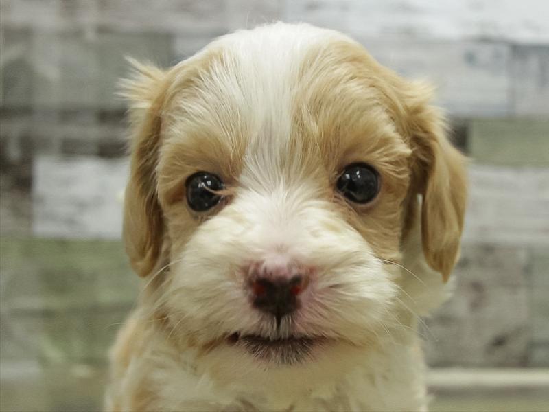 愛知県のマルプー(マルチーズ×プードル) (ワンラブ名古屋守山インター総本店/2025年10月31日生まれ/男の子/アプリコット)の子犬の1枚目の画像