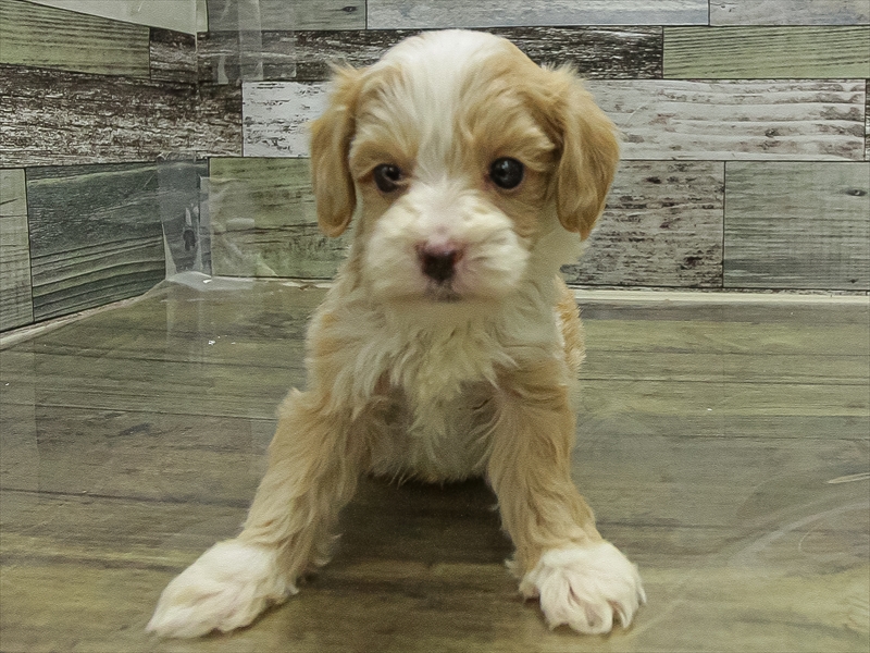 愛知県のマルプー(マルチーズ×プードル) (ワンラブ名古屋守山インター総本店/2025年10月31日生まれ/男の子/アプリコット)の子犬の3枚目の画像
